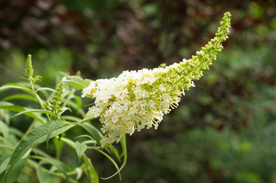 White Inflorescence Buddleia