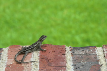 Lizard sitting on Brick window Sill