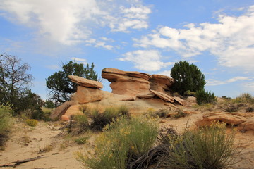 Yellow Wave Cabazon Road Ojito Wilderness Area New Mexico USA