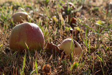 Some windfall apples in sunlight in evening