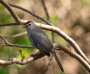 Gray Catbird