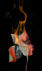 Burning leaves with flame