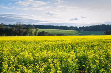 Obraz premium Beautiful canola plantation, yellow flower field in Brazil