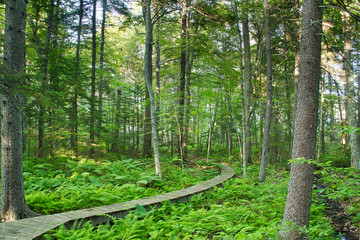 Fototapeta premium Forest Trail