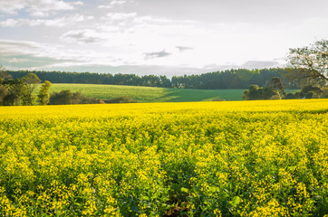 Obraz premium Beautiful canola plantation, yellow flower field in Brazil