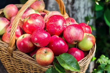 A lot of red appetizing apples in a wicker basket