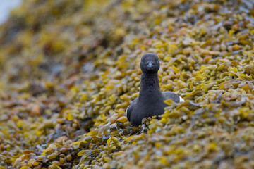 Black Guillemot (Cepphus grylle) on bed of seaweed