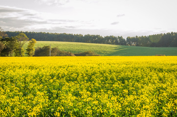 Obraz premium Beautiful canola plantation, yellow flower field in Brazil
