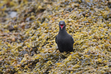 Black Guillemot (Cepphus grylle) on bed of seaweed