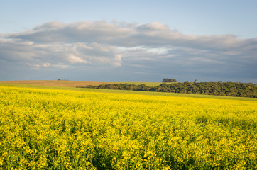 Fototapeta premium Beautiful canola plantation, yellow flower field in Brazil