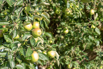 Riping apples at the apple tree in sunlight