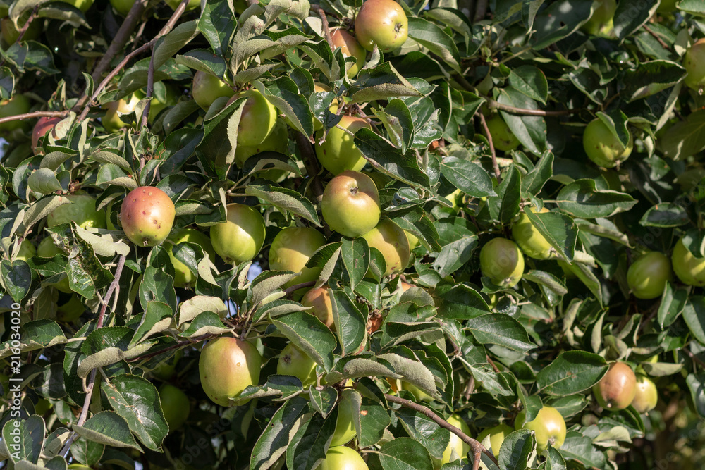 Canvas Prints Some ripe apple at the tree in orchard