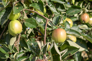 Ripe apples at the apple tree