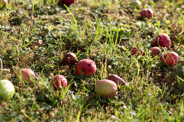 Windfall apples in the grass under an apple tree in autumn