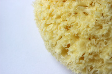Natural yellow marine sponge isolated on white background