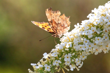 Wind battered Comma butterfly, with partially open wings, showing damaged wings, feeding on a white buddleia, against a blurred background