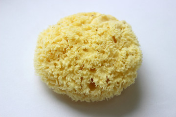 Natural yellow marine sponge isolated on white background