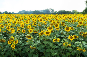 Fototapeta premium Field of blooming sunflowers. Beautiful view of the agricultural farm field.