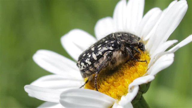 beetle on chamomile,oxythyrea funesta on chamomile