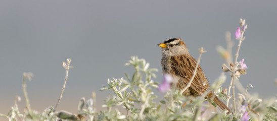 White Crowned Sparrow perched in Silver Lupine.  Diffuse grey background.