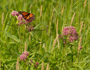 Monarch Butterfly