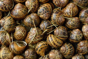 Tasty fried snails with rosemary. Close-up.