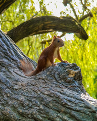 Squirrel in Park Skaryszewski