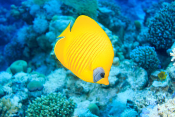Butterfly fish close-up.