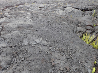 Lava rock with cracks as small plants start to grow