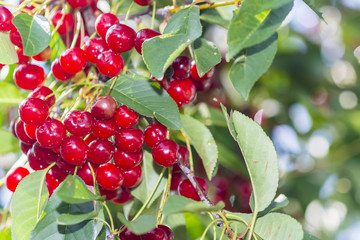 Cherry on a tree branch. Fresh Cherries, Red and sweet cherries on a branch.