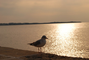 the last rays of the evening sun