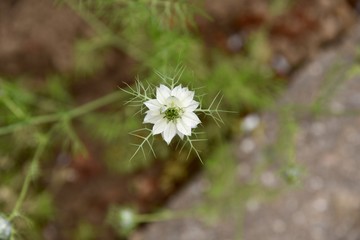 Flower White