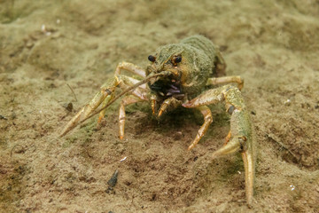 River cancer on the sandy bottom.