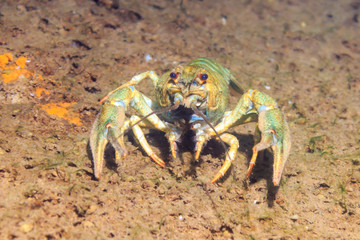 River cancer on the sandy bottom.