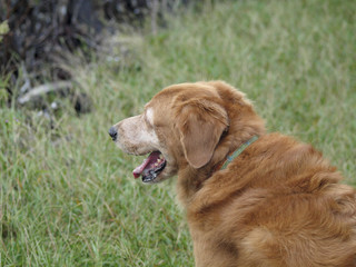 Obraz premium Close-up of Old Golden Retriever Dog