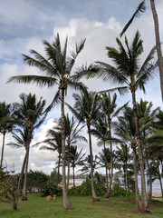 Fototapeta na wymiar Coconut trees along rocky shore