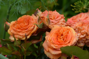 Group of orange roses in the garden