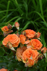 Group of orange roses in the garden