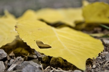 Yellow poplar leaves with heart cut out, love fall