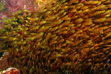 A flock of red fish, close-up. Red sea. Underwater photography.