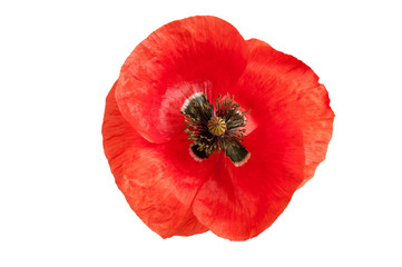 bright red poppy flower isolated on white ,top view