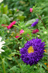 Close-up of a violet aster with the yellow centre on a flower bed