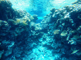Fototapeta na wymiar Coral reefs under water