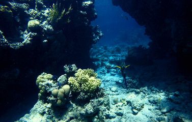 coral reefs under water