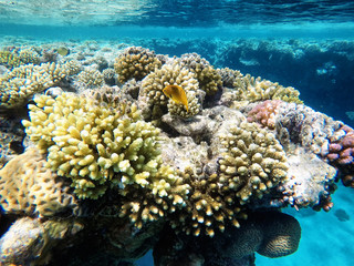 Naklejka na ściany i meble Coral reefs under water