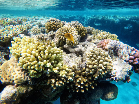 Fototapeta Coral reefs under water