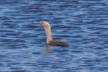 Swimming Bird
