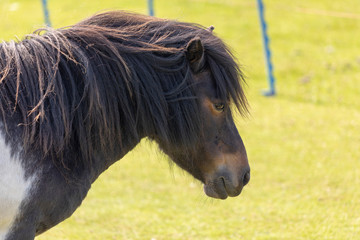 Cute Pony