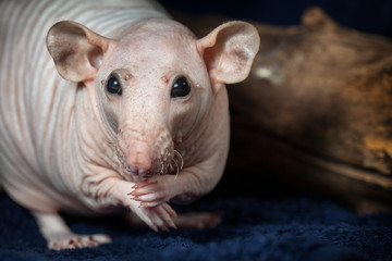 Hairless rat posing and looking at the camera