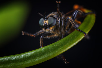 Naklejka premium The terrible fly are sitting on the plant and scaring